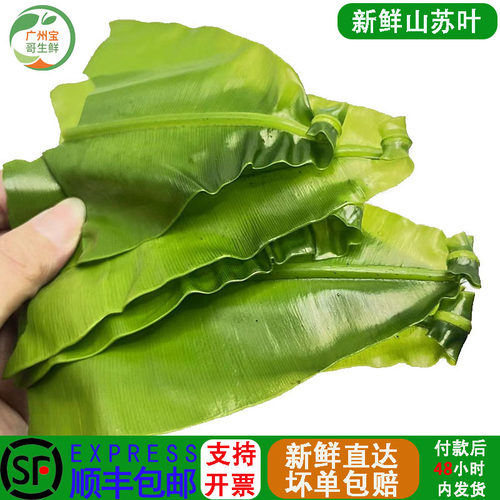 新鲜山苏叶500g特色食用菜鸟巢蕨