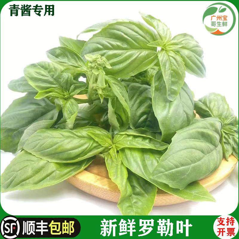 叶酱食用西餐香料罗勒叶