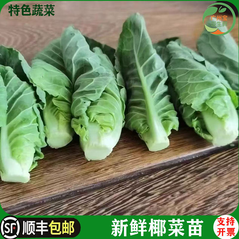 新鲜泰国椰菜苗酒店特色蔬菜雪莲苗娃娃椰菜侧芽500g雪莲菜包菜芽