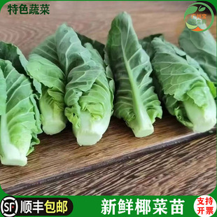 新鲜泰国椰菜苗酒店特色蔬菜雪莲苗娃娃椰菜侧芽500g雪莲菜包菜芽