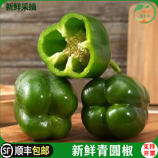 新鲜圆青椒灯笼青椒500g 绿色圆椒新鲜蔬菜灯笼椒青圆椒甜椒大青