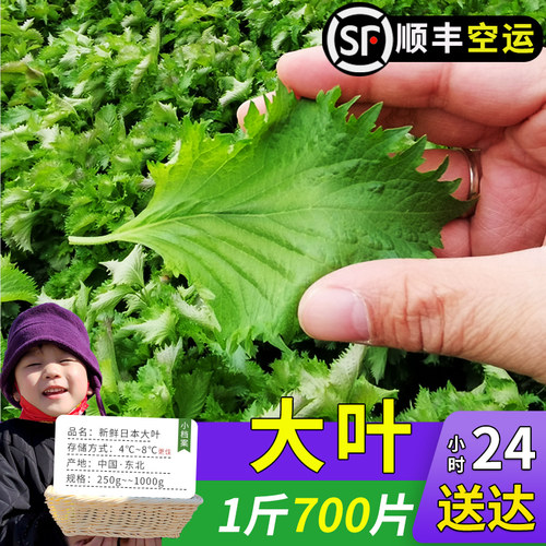 日本苏子叶大叶日料摆拍顺丰空运