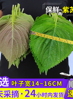 东北苏子叶新鲜紫苏叶食用烤肉鲜绿色紫苏子叶韩国梳子叶商用批发