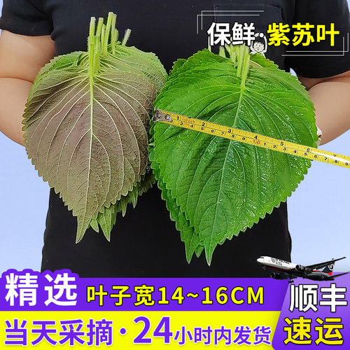 顺丰发新鲜紫苏子叶烤肉商用优选
