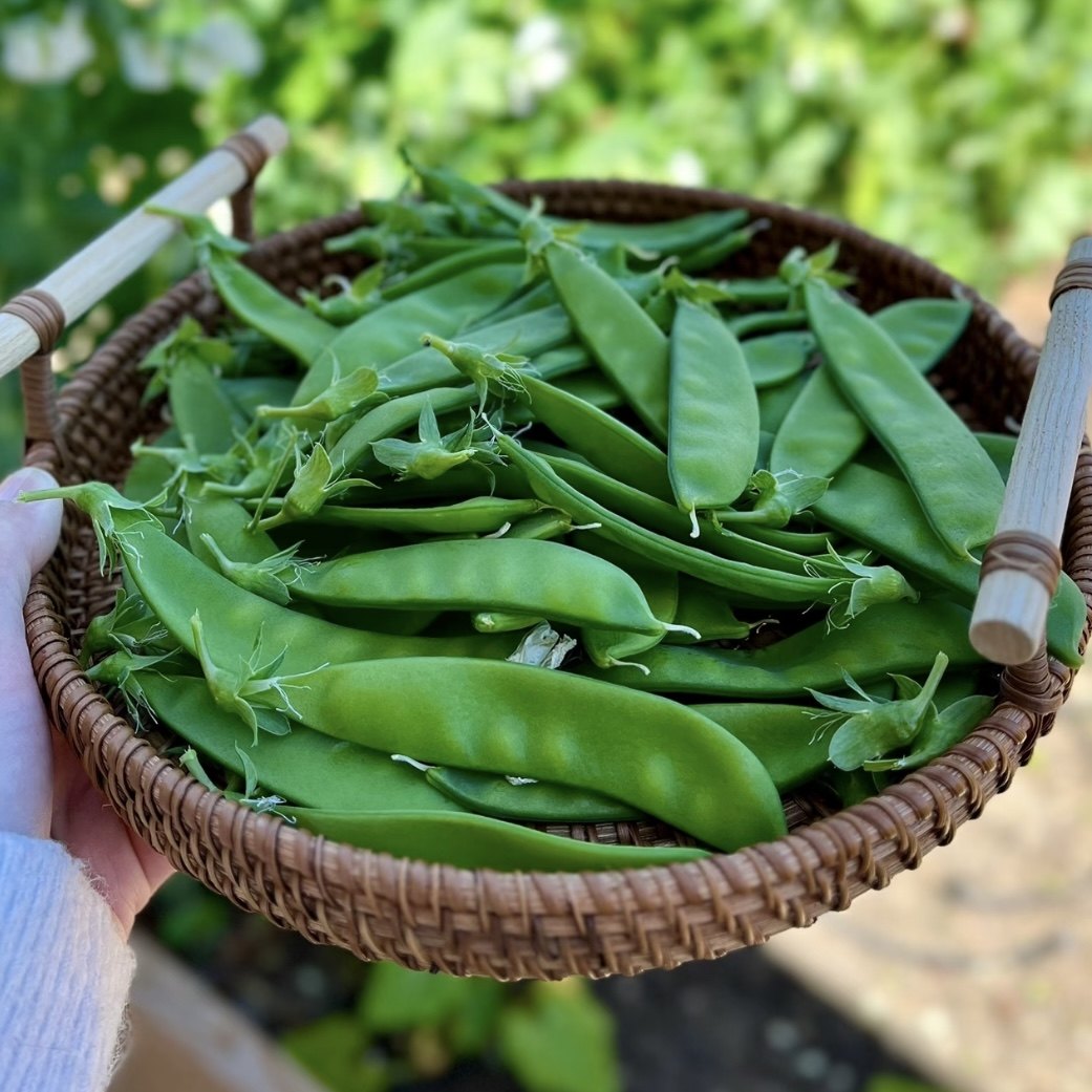 云南新鲜荷兰豆小荚豆现摘现发嫩豌豆角甜脆四季豆角当季农家蔬菜,水产肉类/新鲜蔬果/熟食,新鲜豆类,淘宝优惠券,粉丝福利购,淘宝优惠卷