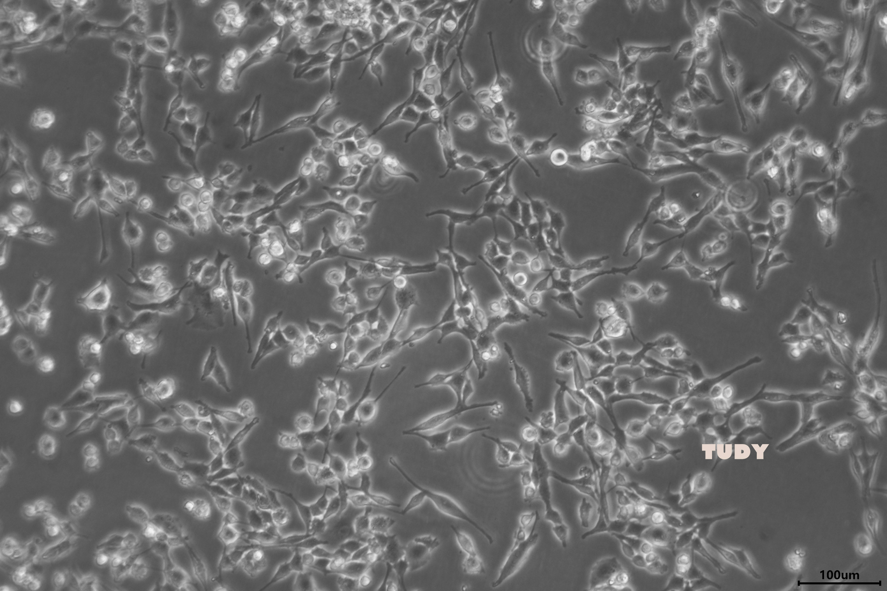生物实验 外包 细胞实验 小动物实验 荧光拍摄 生物毒性CCK8实验