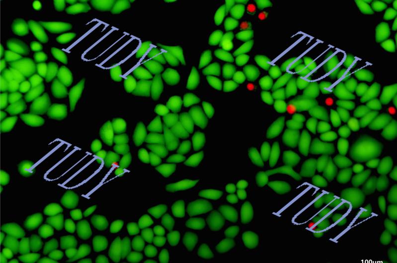 生物毒性/生物相容性/死活荧光双染/细胞活性毒性检测/CCK8/MTT