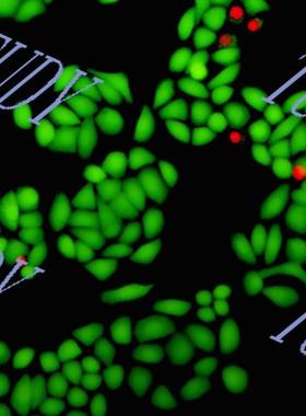 生物毒性/生物相容性/死活荧光双染/细胞活性毒性检测/CCK8/MTT