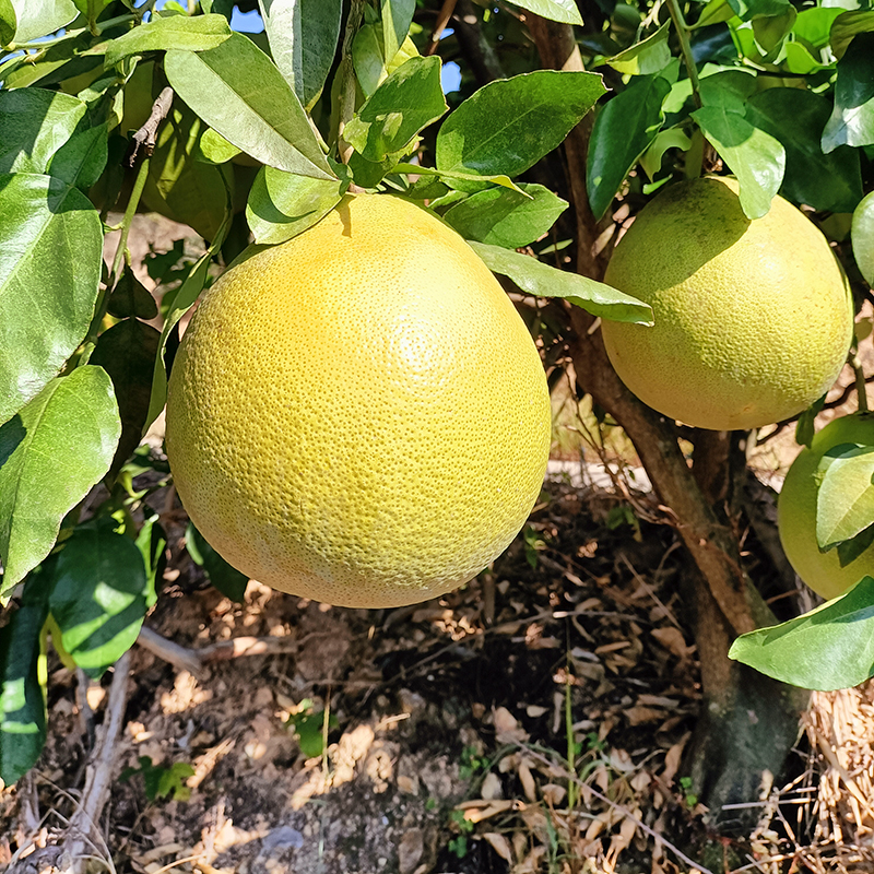 广丰现摘新鲜水果精品马家柚子