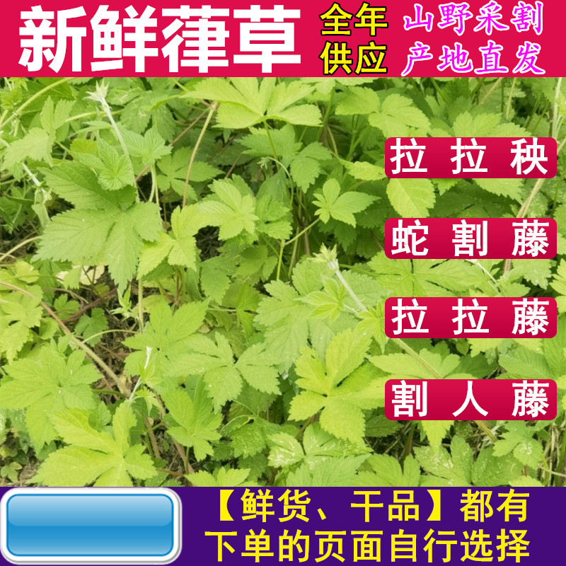 新鲜葎草 山区现采拉拉藤茎叶中草药材 现摘锯锯藤拉拉秧勒草包邮,传统滋补营养品,其他药食同源食品,淘宝优惠券,粉丝福利购,淘宝优惠卷