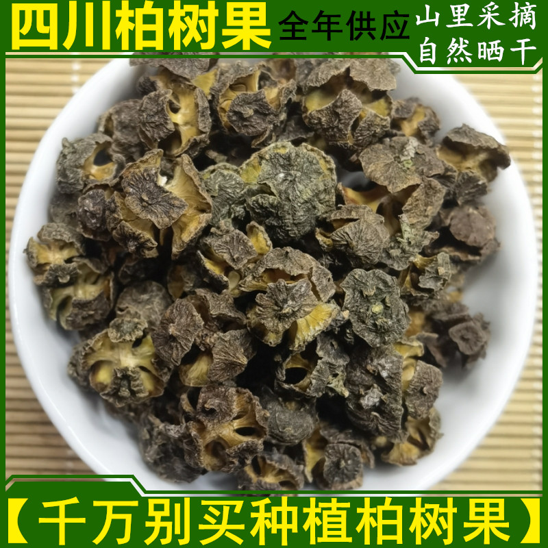 柏树野生果实药材500g包邮非