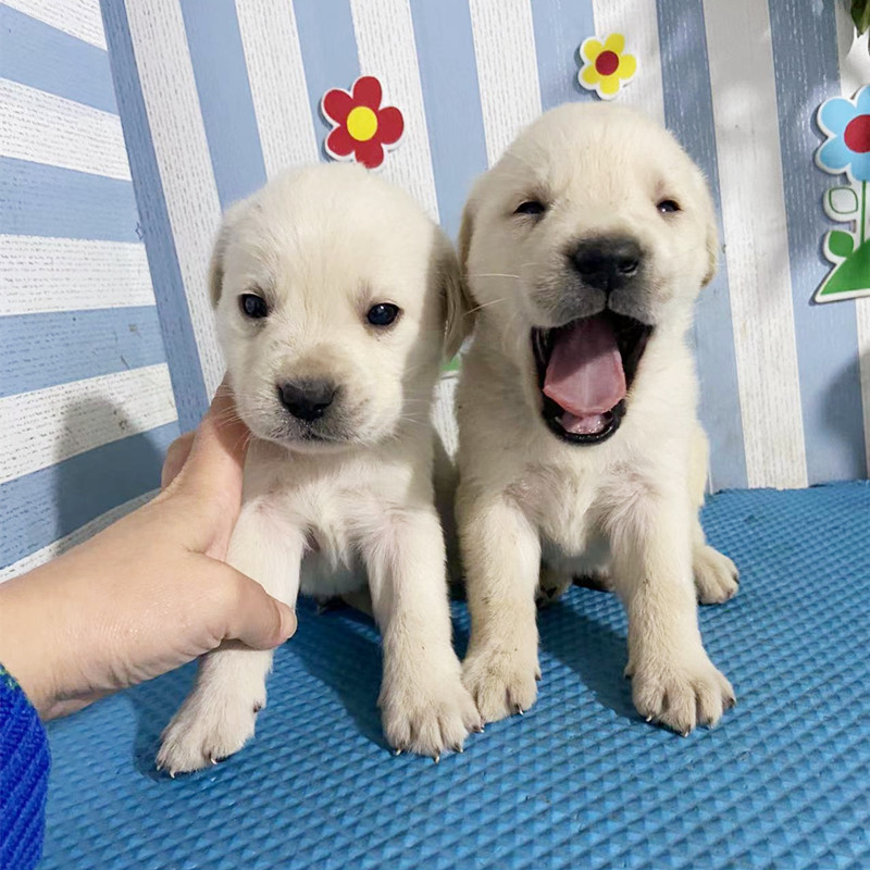 拉布拉多混血田园犬活体中华田园犬幼犬纯白纯黑拉拉混血狗狗