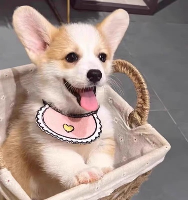 柯基犬幼犬小型犬活体中华田园犬活体黄白柯基