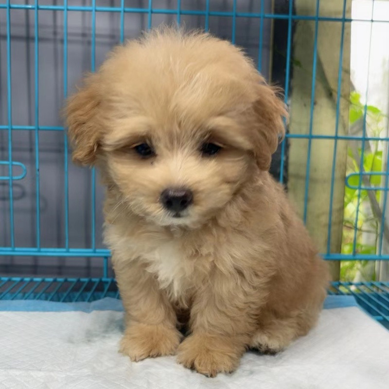 中华田园犬活体泰迪比熊混血小型犬幼犬看家犬