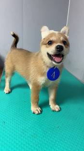 中华田园犬活体狗狗看家犬幼犬四眼狗狗大黄狗