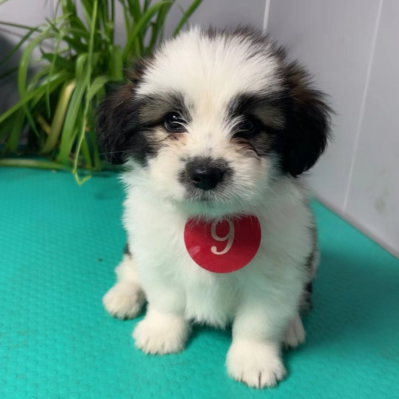 蝴蝶犬混血田园犬幼犬活体狗狗一狗狗