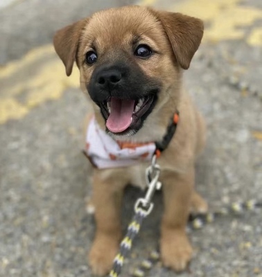 中华田园犬活体柯基混血蝴蝶犬混血狗狗土狗幼犬