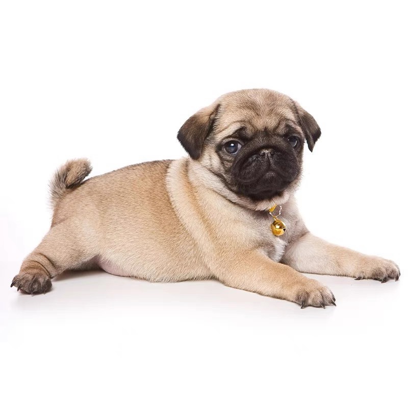 巴哥幼犬活体纯种小型短毛巴哥幼犬憨厚八哥犬可爱哈巴狗活体