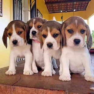 纯种比格犬幼犬大耳朵巴吉度犬活体幼崽狗狗猎兔犬