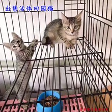 田园猫活体小土猫橘猫呢花猫虎斑猫抓鼠高手小猫幼猫