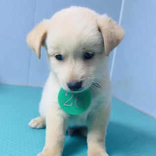 中华田园犬活体大黄狗黄狗白面田园犬幼犬纯白田园犬