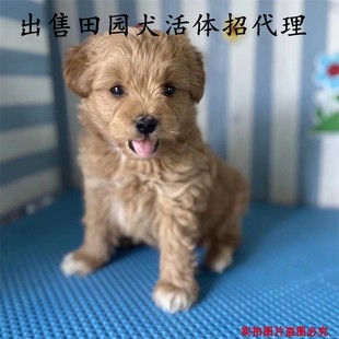 中华田园犬活体泰迪比熊混血小型犬幼犬看家犬
