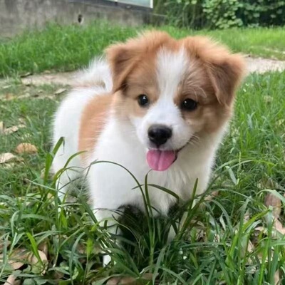 中华田园犬活体狗狗混血田园犬犬小花狗幼犬看家犬