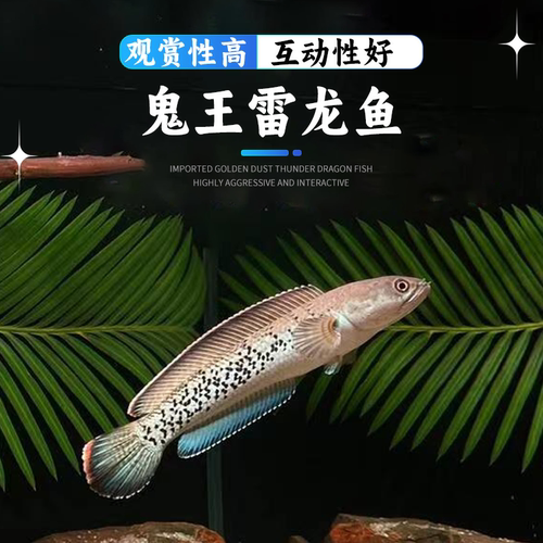 鬼王雷龙鱼中型观赏鱼热带淡水鱼