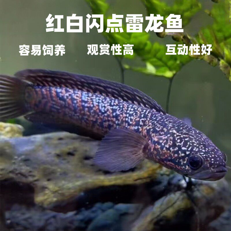 台湾红白闪点雷龙鱼冷水鱼蓝天目