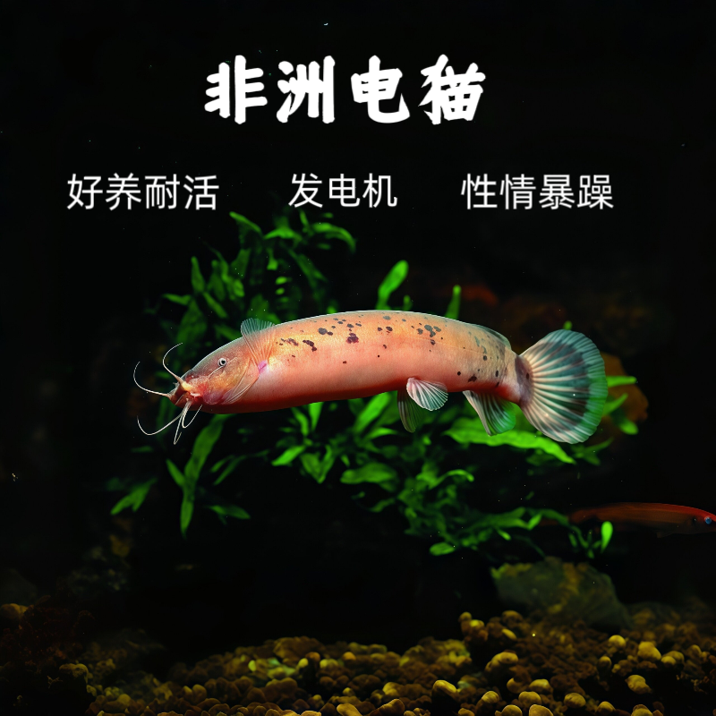非洲电猫 发电机 热带观赏鱼 电鳗 非洲电鲶 包邮包损 底栖鱼