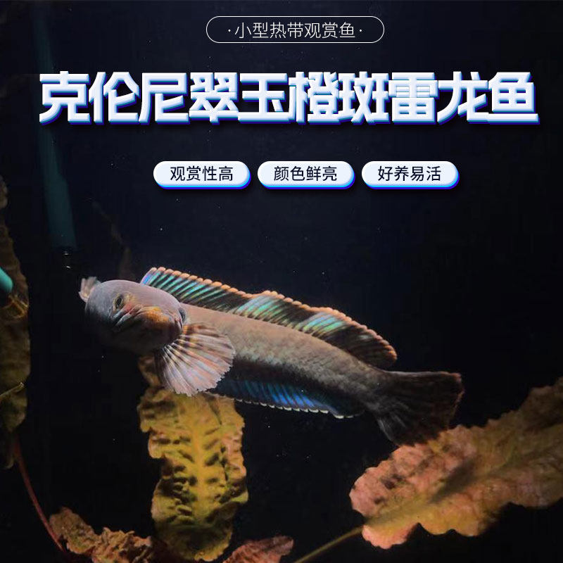 克伦尼翠玉橙斑雷龙伊格尼斯红钻