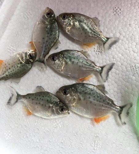 南美亚马孙红文鱼肉食性猛鱼