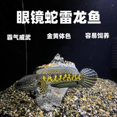 黄金眼镜蛇雷龙鱼猛鱼淡水观赏鱼热带鱼鬼王雷龙观赏鱼好活