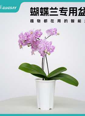 蝴蝶兰专用盆圆盆花信呼吸盆QRT11晨雾晓风透气排水简约高级