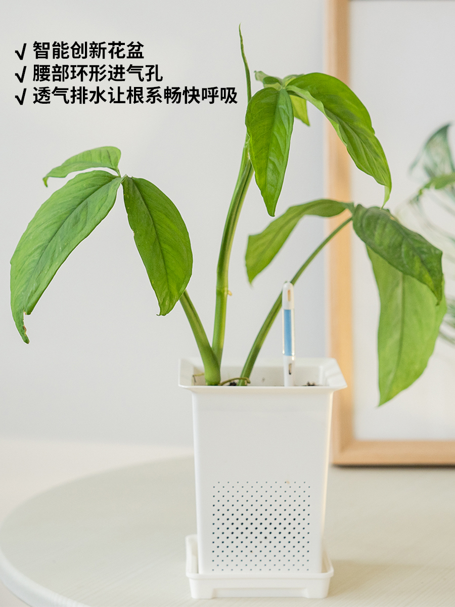 绿植花盆蔓海棠呼吸海烛绒信热盆绿龟背竹盆植花芋创意花盆花花卉