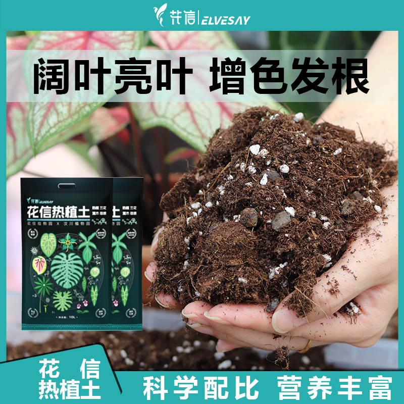 花信热植土花烛彩叶芋龟背竹土