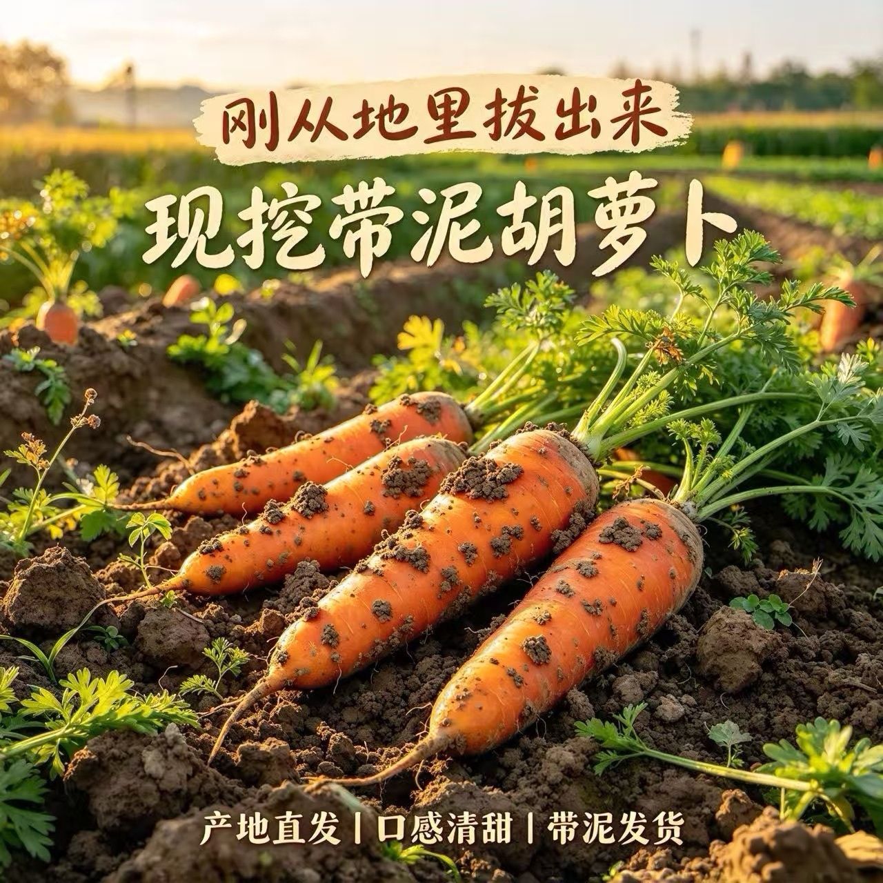 当季农家自种胡萝卜新鲜营养健康