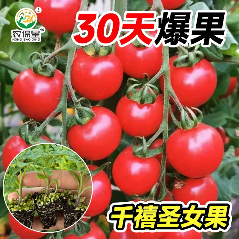小西红柿圣女果苗盆栽苗子超甜水果四季黑珍珠矮生千禧小番茄苗秧