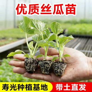 肉丝瓜苗带土嫁接大号四季蔬菜种子寿光高产本地老品种长水瓜秧苗