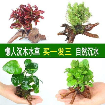 鱼缸造景真植物全套金鱼缸里的水草鱼缸里的水草植物真草无需底沙