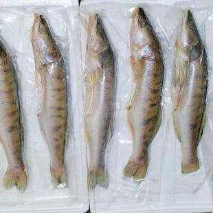 新疆白斑狗鱼又名乔尔泰 阿勒泰福海狗鱼冷水鱼冷冻真空装