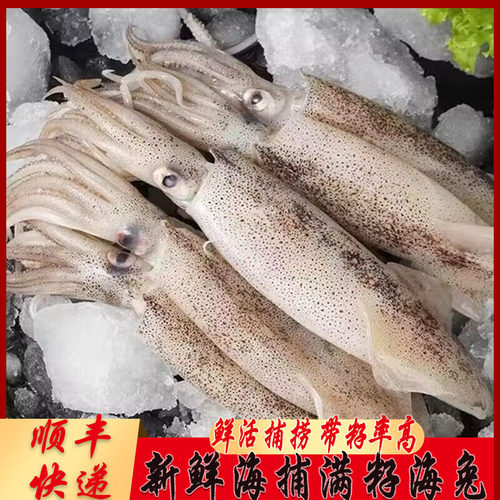 新鲜海捕笔管鱼全籽灯管小鱿鱼活冻大乌贼墨鱼鲜活冷冻海兔子满籽