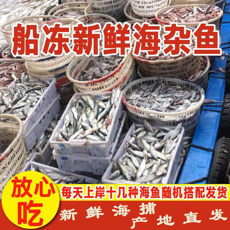 新鲜海杂鱼鲜活深海鱼大杂烩黄鱼鲳鱼鳗鱼小梭鱼红头鱼等随机5斤