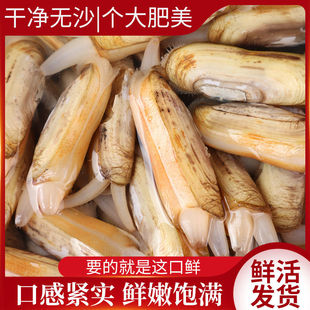 包邮 鲜活野生大竹节蛏子王肉肥海鲜水产特大贝壳类 新鲜蛏子6斤装