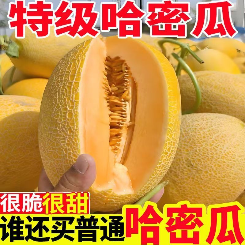 甘肃民勤沙漠蜜瓜哈密瓜甜瓜民勤蜜瓜当季整箱包邮黄金红宝特价