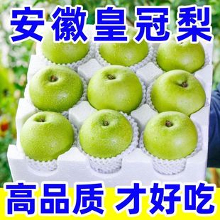 砀山青皮翠玉梨10斤新鲜现摘大果汤山脆梨皇冠梨翠冠梨子水果青梨