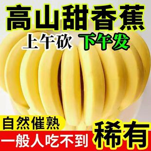 广西本地蕉土香蕉未改良基因新鲜蕉芝麻蕉香甜无催熟剂净重