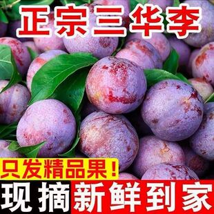 正宗三华李新鲜李子孕妇水果现摘钱排脱骨李大果银妃信宜前排 5斤