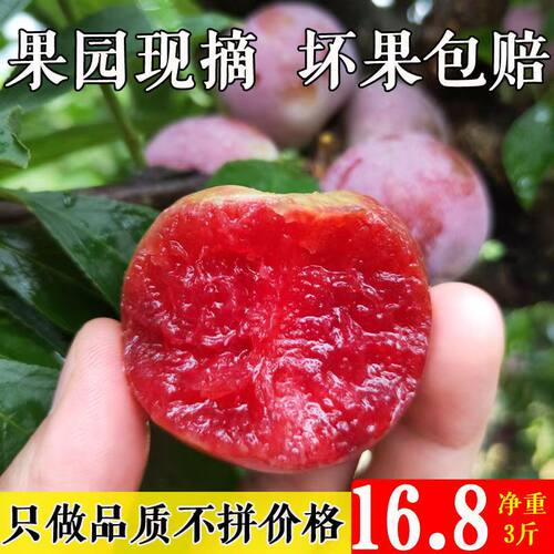 古田红心芙蓉李子三华李5斤新鲜当季李子特大果孕妇水果整箱包邮
