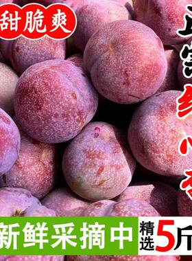 正宗三华李新鲜水果红心李子孕妇大果甜酸脆当季3斤包邮5斤特价